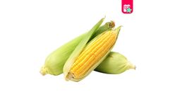 Milagro Corn 2 pieces