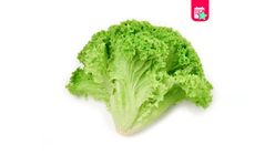 Milagro Curly Lettuce 1 piece