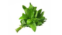 Fresh Mint Bunch