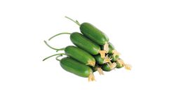 Silor Salatalık 500 g