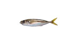 İstavrit 500 g
