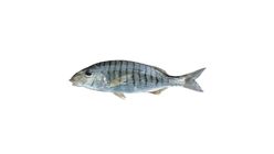 Mırmır Balığı 1 kg