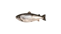 Karadeniz Somon 1 kg