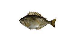 Akdeniz Sokar Balığı 1 kg