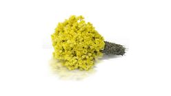 Altinotu Cicegi 30 g
