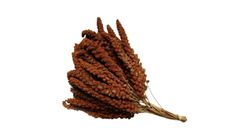 Kızıl Dal Darı 55-60 g