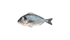 İri Çipura 1 kg