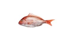 Mercan Balığı 1 kg