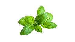 Milagro Basil 50 g