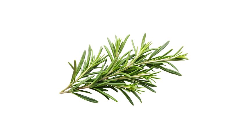 Milagro Biberiye 50 g