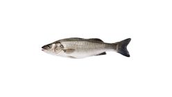 Levrek Olta 1400 - 1650 g
