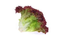 Milagro Kırmızı Lollo Rosso 1 Adet