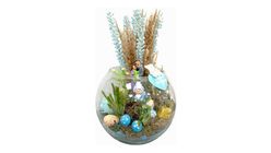 Cam Fanusta Erkek Bebek Teraryumu 35 cm