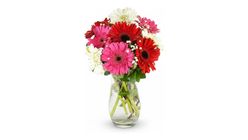 Cam Vazoda Renkli Gerbera 30 cm