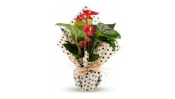 Kırmızı Antoryum Bitkisi 45 cm