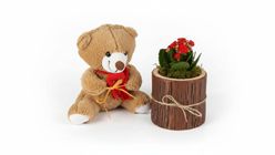 Kırmızı Kalanchoe ve Ayıcık 23 cm