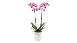 Saksıda Pembe Midi Orkide 2 Dal 50 cm