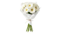 Beyaz Papatya & Gerbera 25 cm