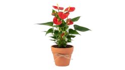 Saksıda Kırmızı Antoryum Bitkisi 40 cm