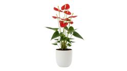 Seramik Vazoda Antoryum Bitki 50 cm