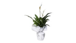 Beyaz Telada Barış Çiçeği 62 cm