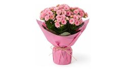 Pembe Pakette Pembe Kalanchoe 26 cm