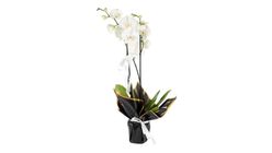 Saksıda Beyaz Orkide 2 Dal 70 cm