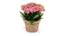 Saksıda Pembe Kalanşo Çiçeği 20 cm