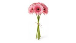 Pembe Gerbera Buketi 40 cm
