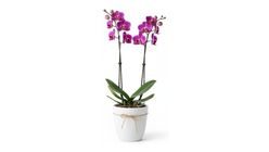 Saksıda Mor Orkide 2 Dal 75 cm