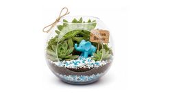 Fanusta Erkek Bebek Teraryumu 30 cm