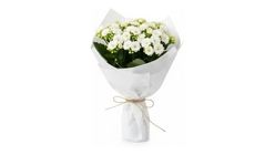 Beyaz Pakette Beyaz Kalanchoe 23 cm