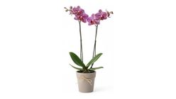 Saksıda Benekli Mor Orkide 60 cm 2 Dal