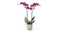 Saksıda Çift Dal Mor Orkide 60 cm 2 Dal