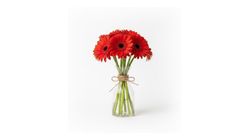 Cam Vazoda Kırmızı Gerbera 7'li