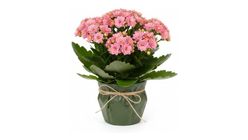 Pembe Kalanchoe 26 cm