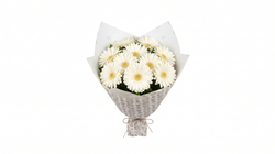 Beyaz Gerbera Buketi 40 cm