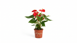 Kırmızı Antoryum Bitkisi 45 cm