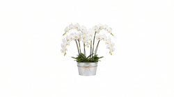 Metal Saksıda Beyaz Orkide 80 cm 6 Dal