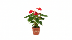 Saksıda Kırmızı Antoryum Bitkisi 45 cm